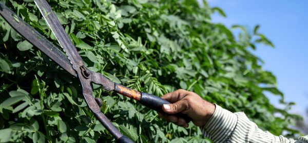 The old gardener cuts the bush with large metal old pruning shears. Garden care.