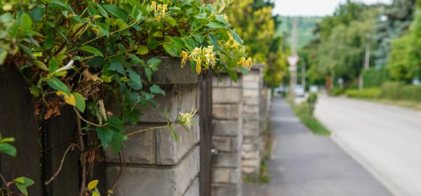 fence and climbing green plants near house. street