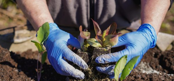 Senior woman planting new lettuce plant at house garden - Gardening and spring concept