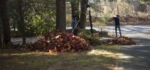 Two male gardeners raking piles of autumn leaves in park